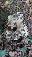 Lactarius controversus