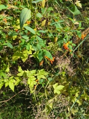 Impatiens capensis