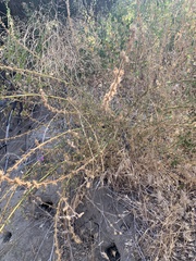 Sairocarpus pusillus