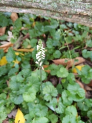 Spiranthes ovalis erostellata
