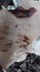 Lactarius controversus