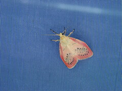 Miltochrista miniata