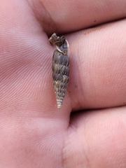 Alinda biplicata