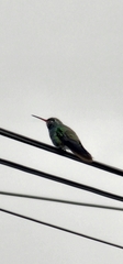 Cynanthus latirostris