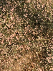 Eriogonum angulosum