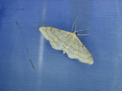 Idaea aversata
