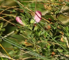 Ononis spinosa procurrens