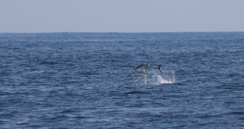 Atlantic Bluefin Tuna