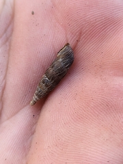 Alinda biplicata
