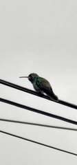 Cynanthus latirostris