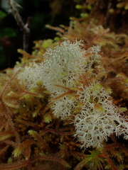 Cladonia portentosa