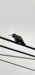 Cynanthus latirostris