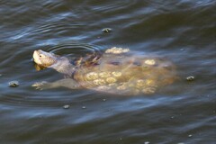 Malaclemys terrapin