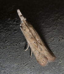 Macrorrhinia endonephele