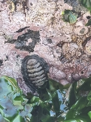 Chiton granosus