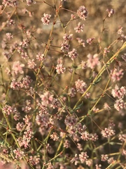 Eriogonum angulosum