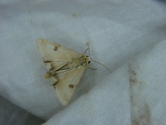 Heliothis peltigera
