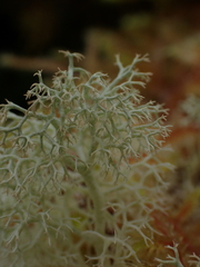 Cladonia portentosa