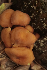 Phyllotopsis nidulans