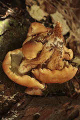 Phyllotopsis nidulans