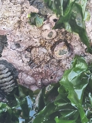Chiton granosus