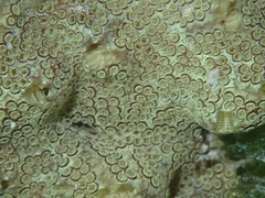 Botryllus