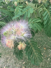 Albizia julibrissin