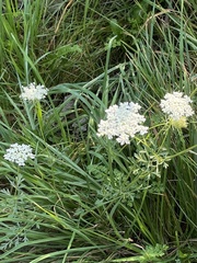 Daucus