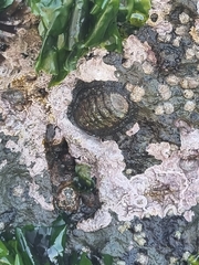 Chiton granosus