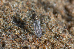 Hydrophorus