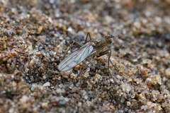 Hydrophorus