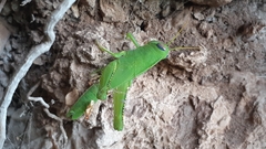 Anacridium aegyptium