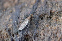 Hydrophorus
