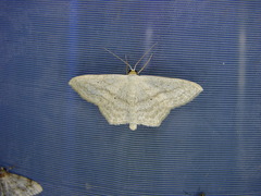 Scopula nigropunctata