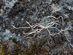 Thamnolia vermicularis vermicularis