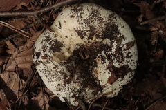 Russula delica