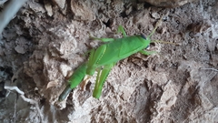 Anacridium aegyptium