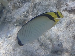 Chaetodon vagabundus