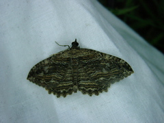 Philereme transversata