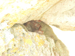 Imantodes gemmistratus