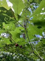 Disholcaspis quercusglobulus