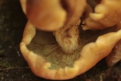 Phyllotopsis nidulans