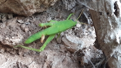 Anacridium aegyptium