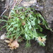 Pringle's Fleabane - Photo (c) Dan Beckman, some rights reserved (CC BY-NC), uploaded by Dan Beckman