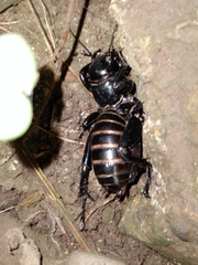 Stenopelmatus minor