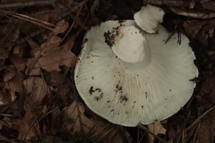 Russula delica