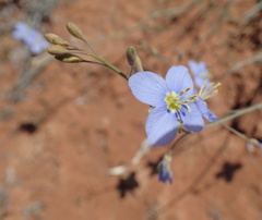 Heliophila lactea