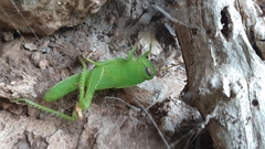 Anacridium aegyptium