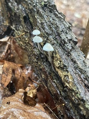 Mycena subcaerulea