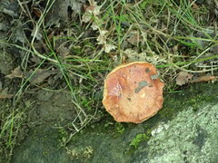 Chalciporus piperatus